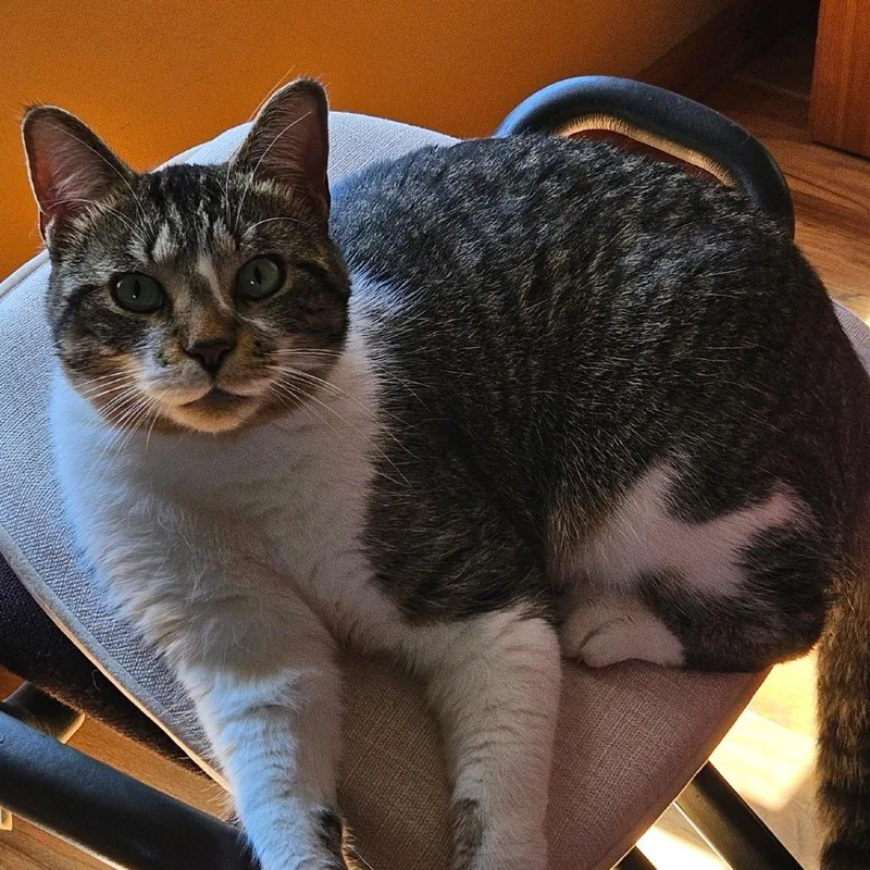 An adult large-sized male Brown / Chocolate Domestic Short Hair cat named Luca for adoption in Grand Rapids, MI