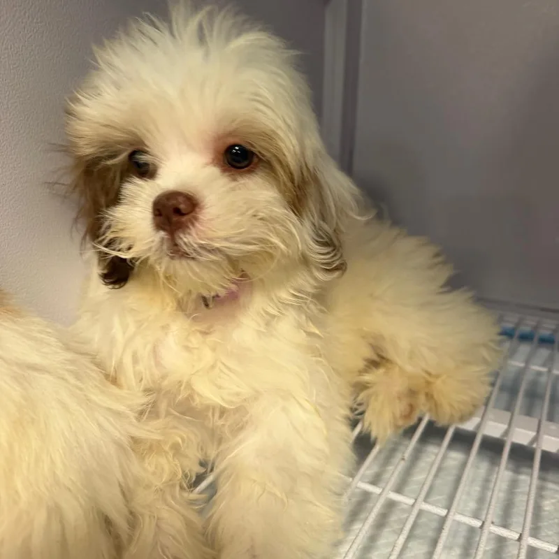 A baby small-sized male Shih Tzu dog named Happy for adoption in Baton Rouge, LA