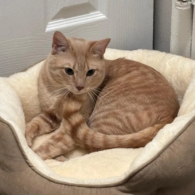 An adult medium-sized male Orange / Red Domestic Short Hair cat named Sir Pickles for adoption in Philadelphia, PA