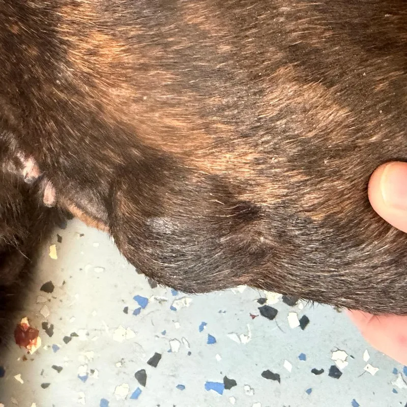 A senior medium-sized female Brindle Pit Bull Terrier dog named TUSCStray for adoption in Tuscaloosa, AL