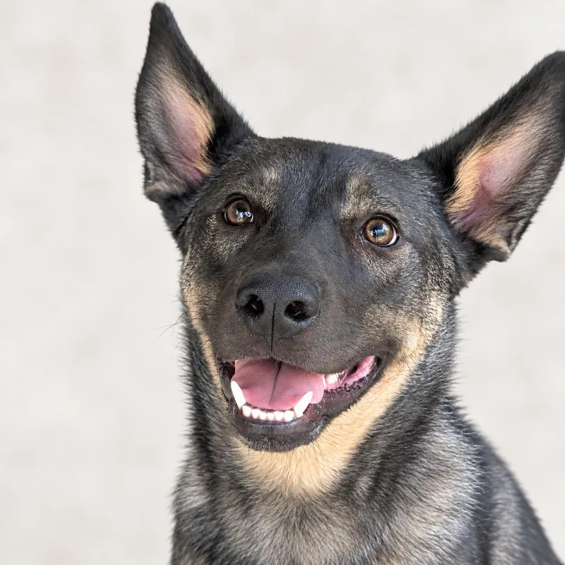 A young medium-sized female Black Shepherd dog named Missy for adoption in Prior Lake, MN