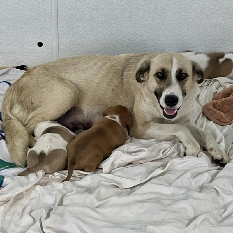 An adult medium-sized female Yellow / Tan / Blond / Fawn Mixed Breed dog named Lovebug for adoption in LOXAHATCHEE, FL