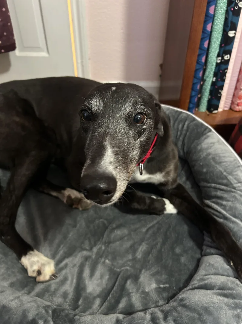 An adult large-sized female Greyhound dog named Star for adoption in Bondurant, IA