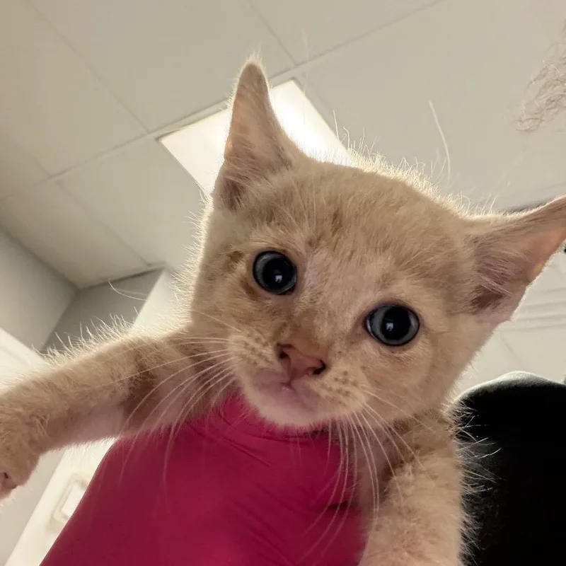 A baby small-sized male Buff / Tan / Fawn Domestic Short Hair cat named Porthos for adoption in Greenville, SC