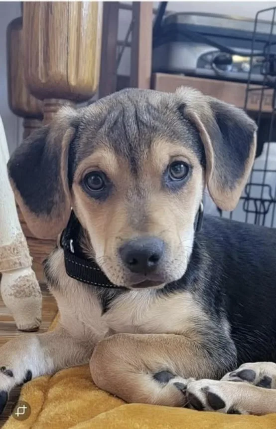 A baby medium-sized male Tricolor (Brown, Black, & White) Labrador Retriever dog named Canyon for adoption in Pleasant Valley, NY