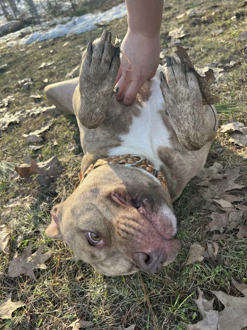 Ruger