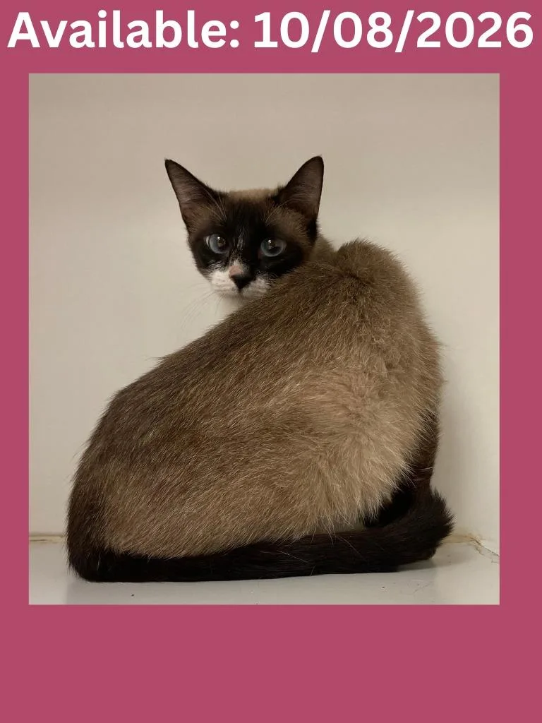 A young medium-sized female Siamese cat named Cat Condo Sugar for adoption in Greenville, TX