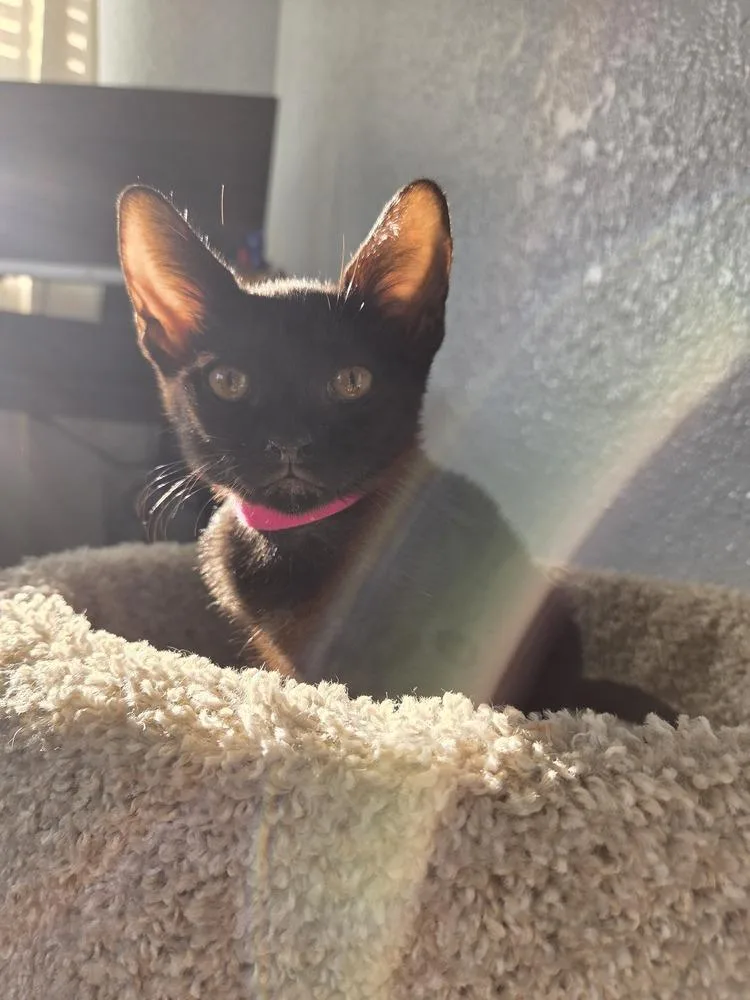 A young small-sized female Black Domestic Short Hair cat named Bella for adoption in Orlando, FL