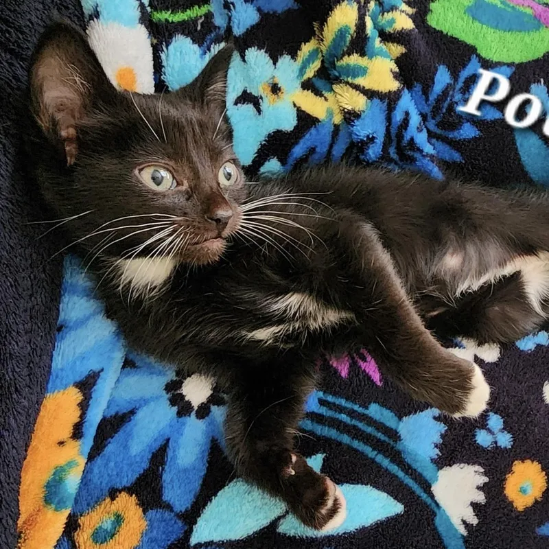 A baby small-sized female Black & White / Tuxedo Domestic Short Hair cat named Poteen for adoption in Bentonville, AR