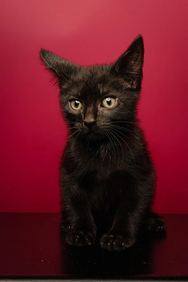 A baby medium-sized male Black Domestic Short Hair cat named Lycan for adoption in Jackson, GA