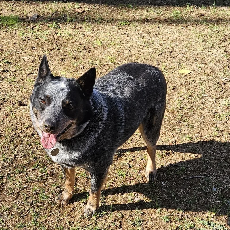 An adult medium-sized male Gray / Blue / Silver Australian Cattle Dog / Blue Heeler dog named Jellyroll & Heisenberg for adoption in Moyock, NC