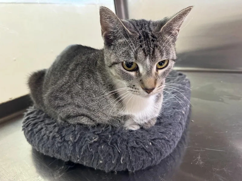 An adult medium-sized female Domestic Short Hair cat named Darlene for adoption in Austin, MN