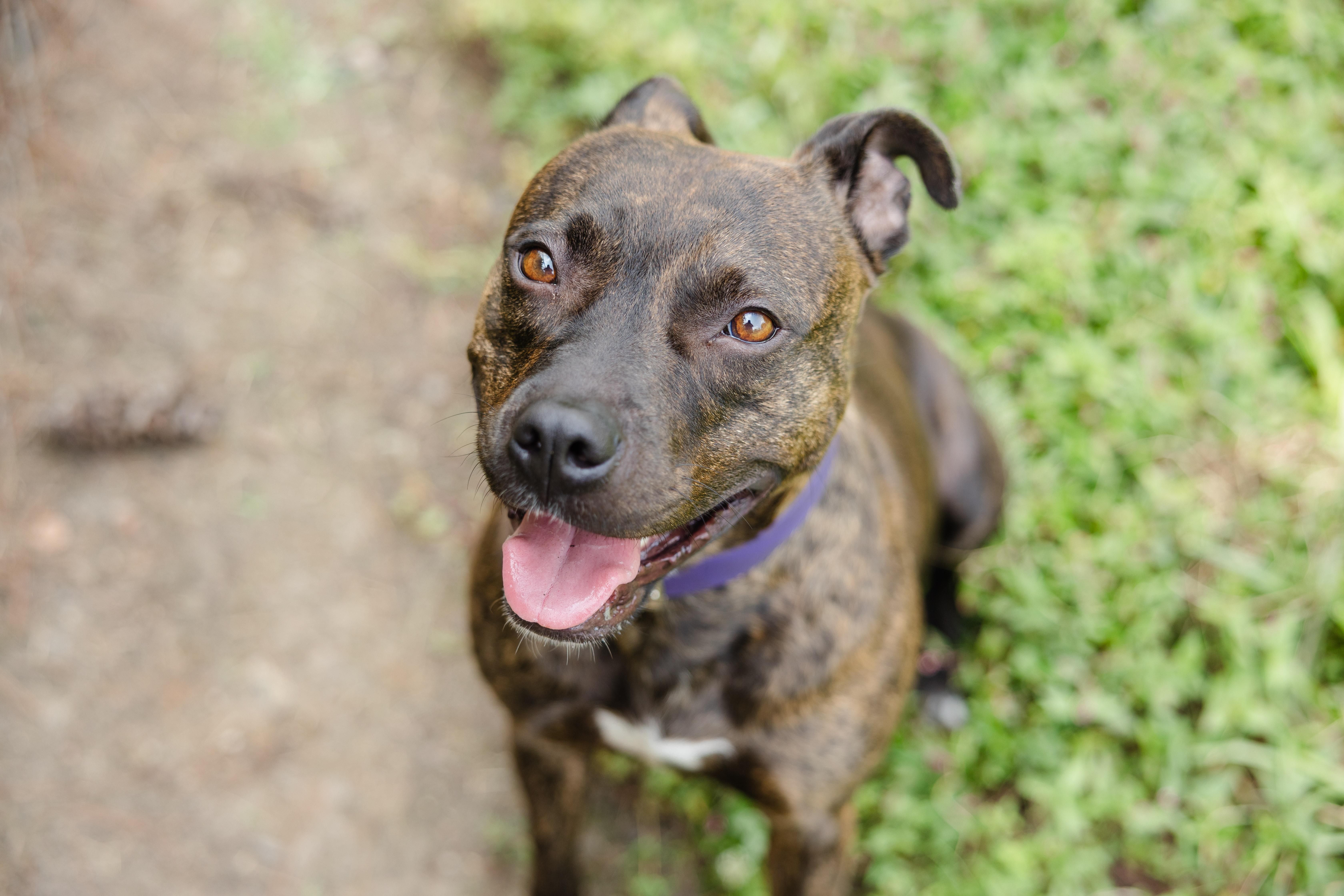 An adult medium-sized female Terrier dog named Skye for adoption in Newburgh, IN
