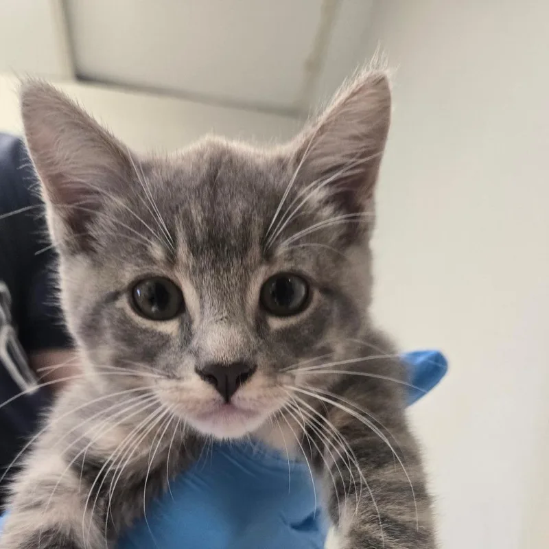 A baby small-sized female Gray / Blue / Silver Domestic Short Hair cat named Amanda for adoption in San Jacinto, CA