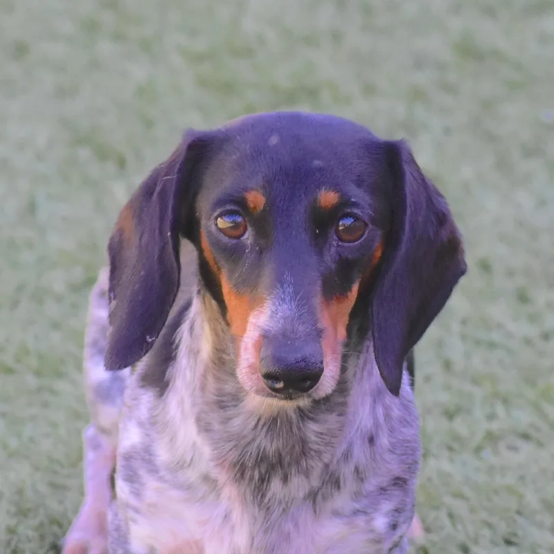 A young small-sized female Dachshund dog named Turtwig for adoption in Auburn, NE