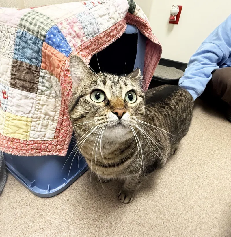 A young large-sized female Tabby cat named Willow  Loving Gentle for adoption in Oshkosh, WI