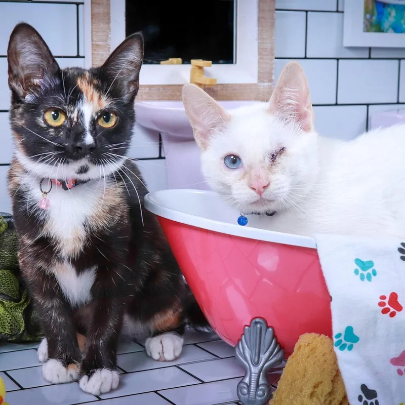 A baby medium-sized female Calico cat named Eulalie & Ender for adoption in Parker, TX