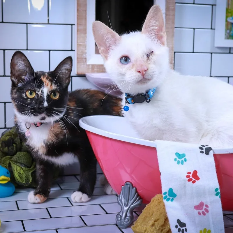 Eulalie & Ender thumbnail 3