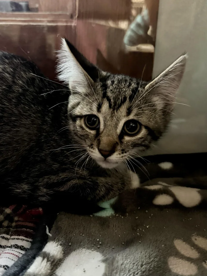 A baby medium-sized male Domestic Short Hair cat named Fearless for adoption in Midland, MI