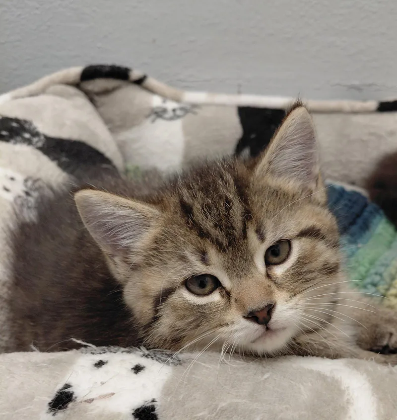 A baby medium-sized male Domestic Medium Hair cat named Vinny for adoption in Montello, WI