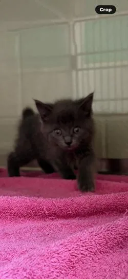 A baby medium-sized female Gray / Blue / Silver Domestic Medium Hair cat named Fury for adoption in Murphy, TX