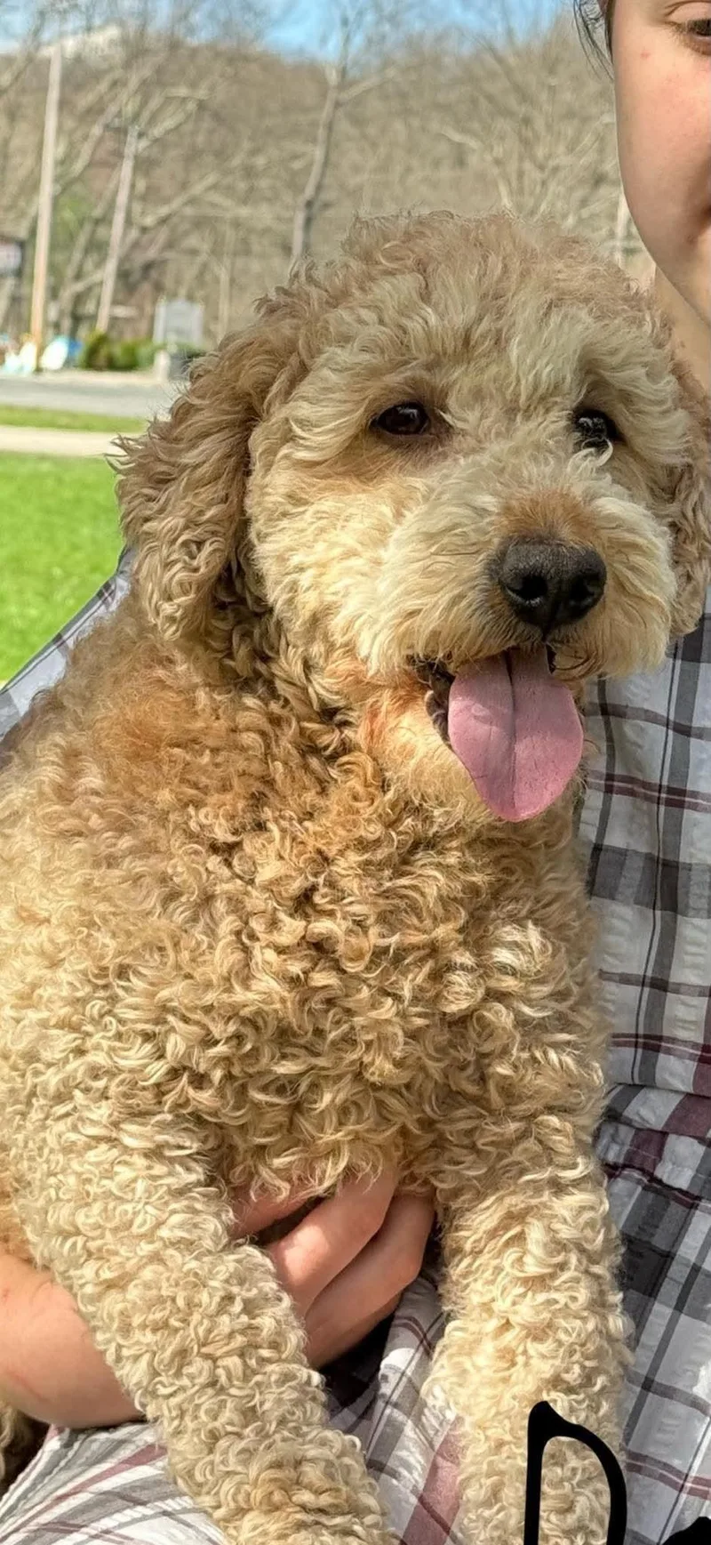 An adult medium-sized female Yellow / Tan / Blond / Fawn Goldendoodle dog named Dahlia for adoption in Brunswick, ME