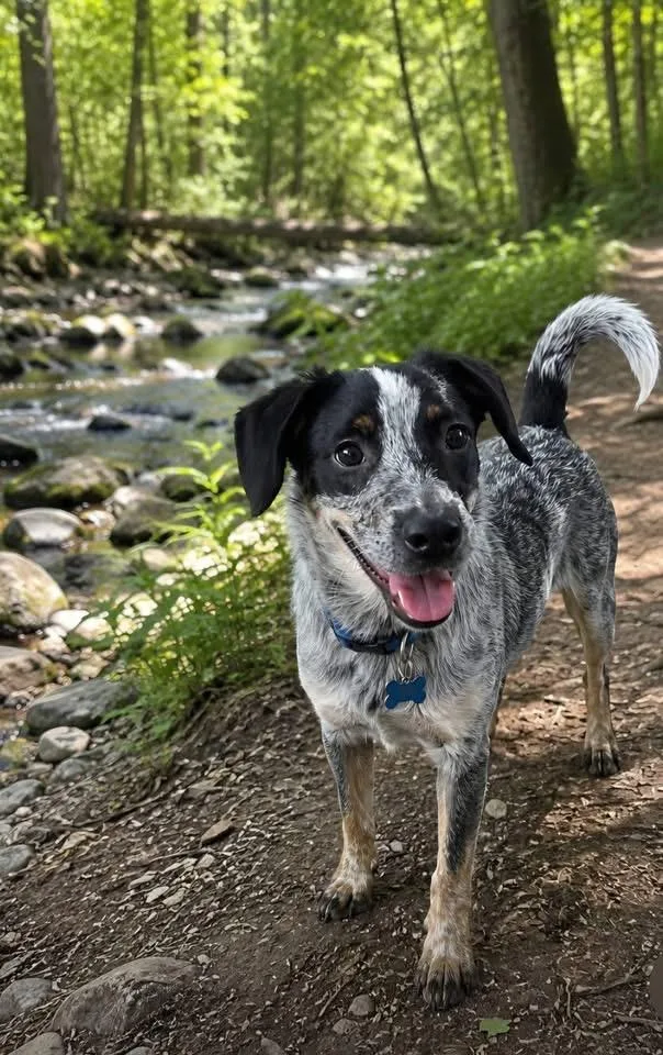 A baby medium-sized male Australian Cattle Dog / Blue Heeler dog named Blue for adoption in Berlin, NJ