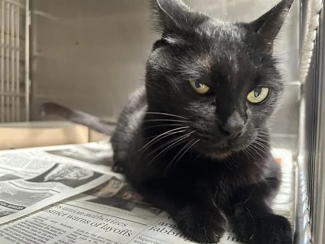 An adult large-sized female Domestic Short Hair cat named Michelle for adoption in Downey, CA