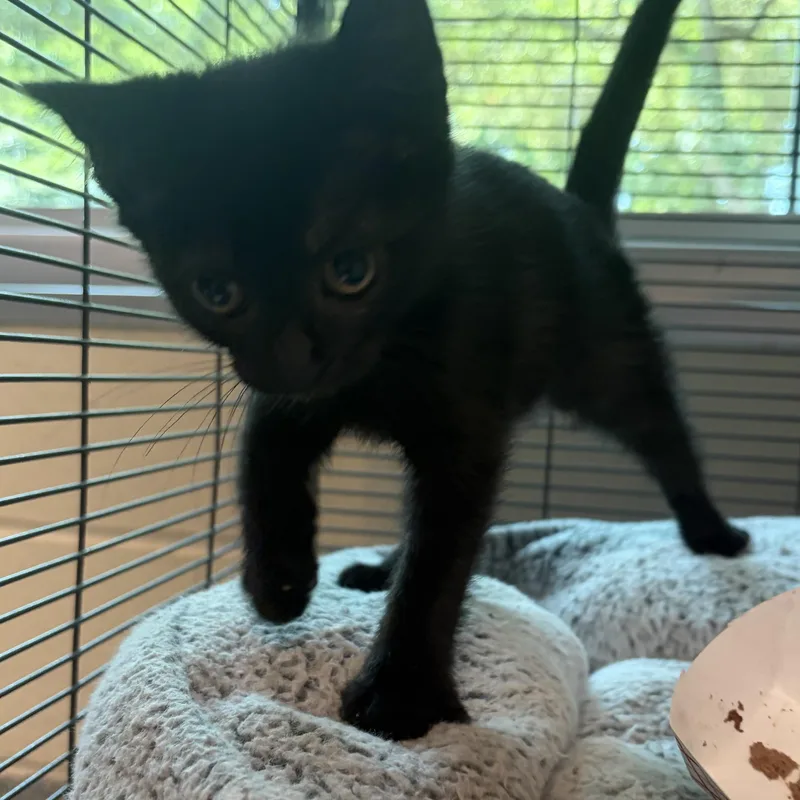 A baby medium-sized female Black Domestic Short Hair cat named Karen for adoption in Charleston, SC