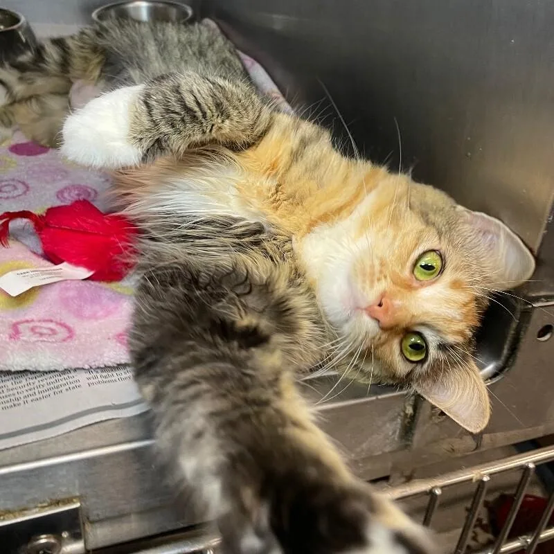 An adult medium-sized female Domestic Medium Hair cat named Jwoww for adoption in Roanoke, VA