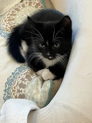 A baby small-sized male Domestic Short Hair cat named Blue for adoption in Fairfax, VA