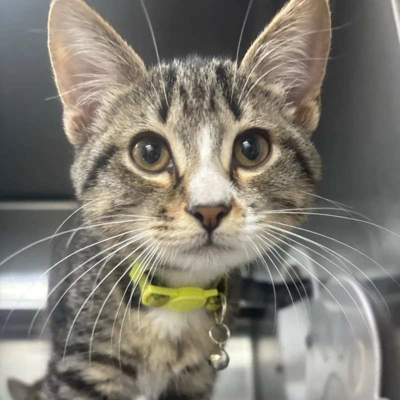 A baby small-sized male Domestic Short Hair cat named Kittrell for adoption in Middleburg, FL