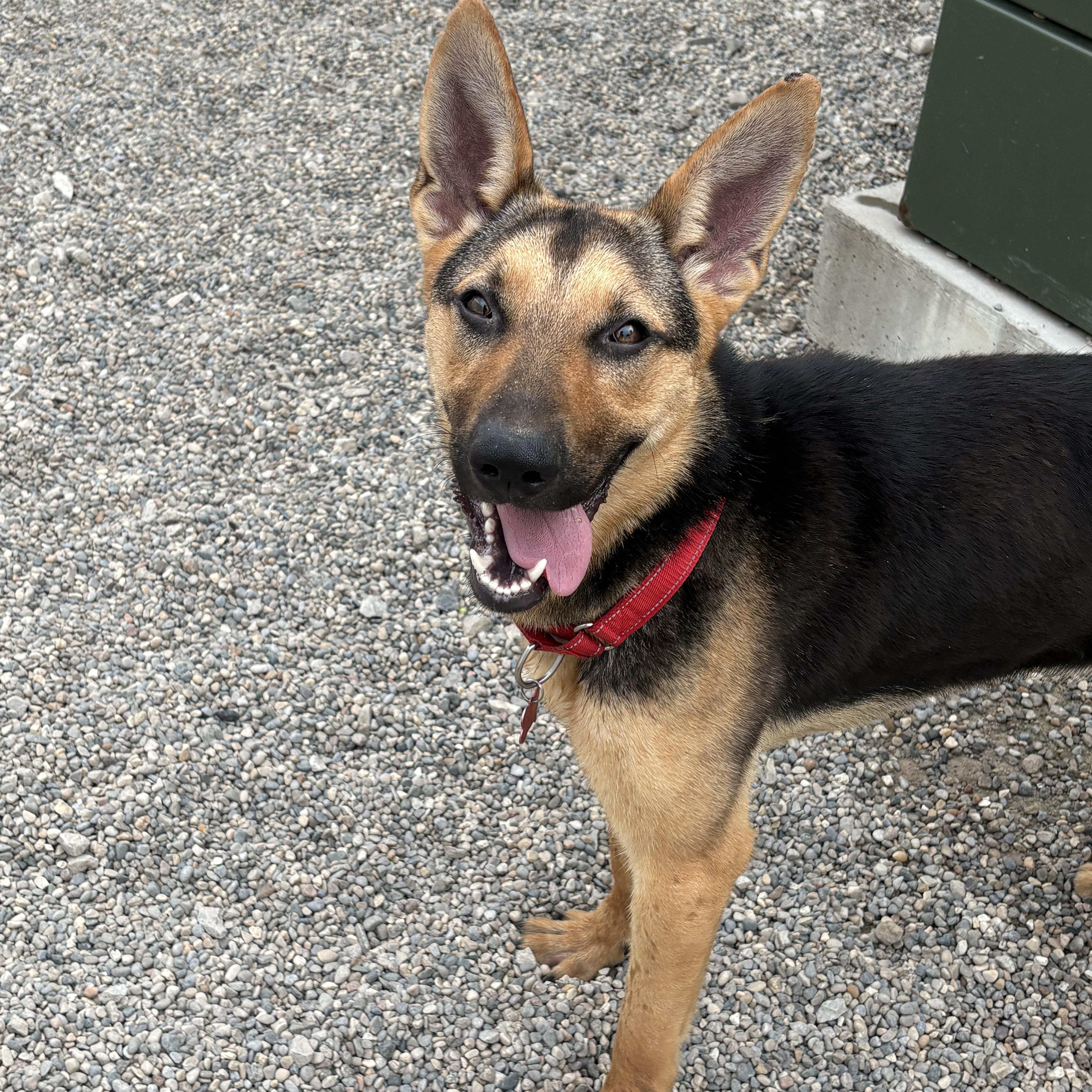 A young medium-sized female Black Shepherd dog named Odesza for adoption in Detroit, MI