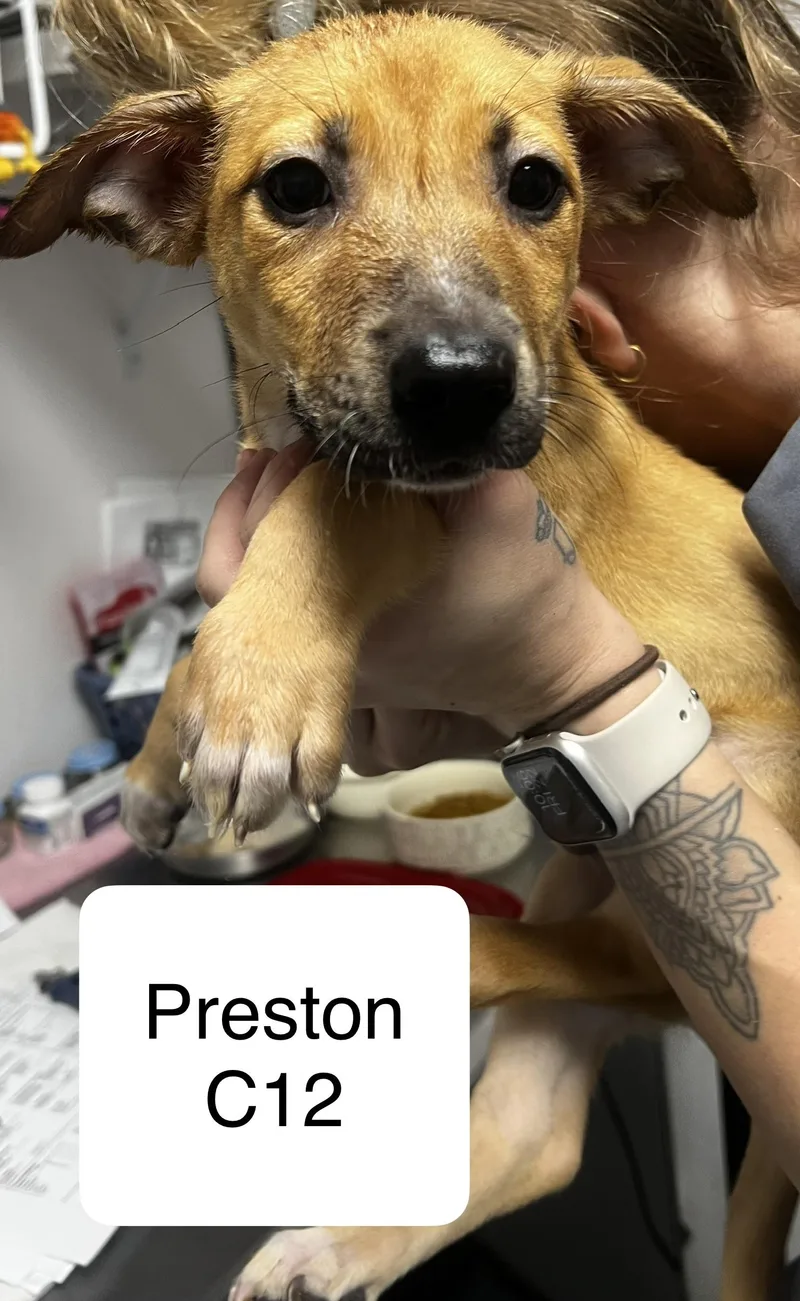 Preston