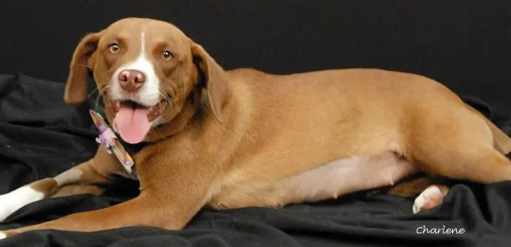 A young medium-sized female Brown / Chocolate Beagle dog named Huntrix for adoption in Newland, NC