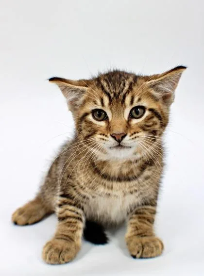 A baby small-sized male Domestic Medium Hair cat named Simba for adoption in Morton Grove, IL