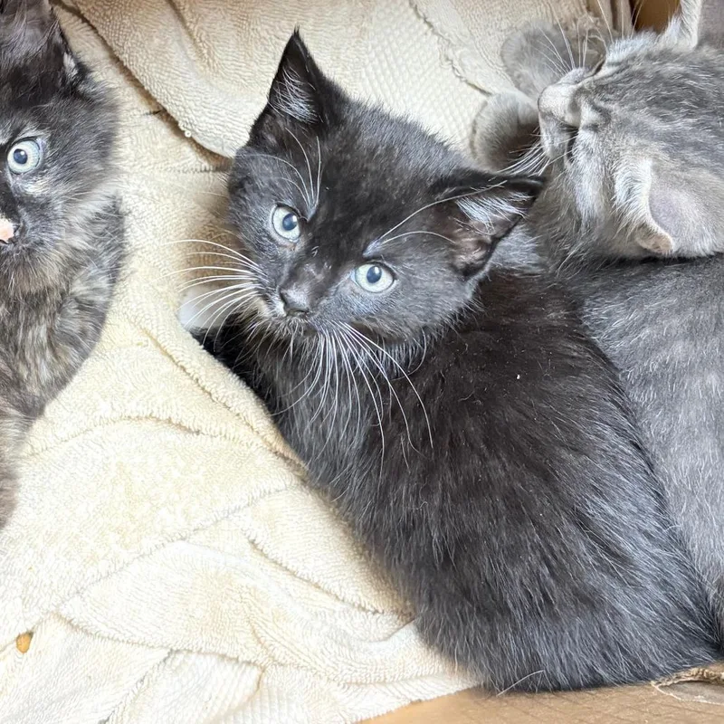 A baby small-sized male Black Domestic Short Hair cat named Happy for adoption in Philadelphia, PA