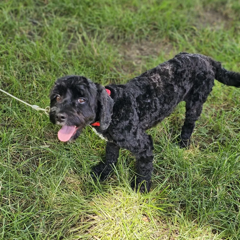 An adult small-sized male Black Cavapoo dog named Hank Springfield for adoption in O Fallon, IL
