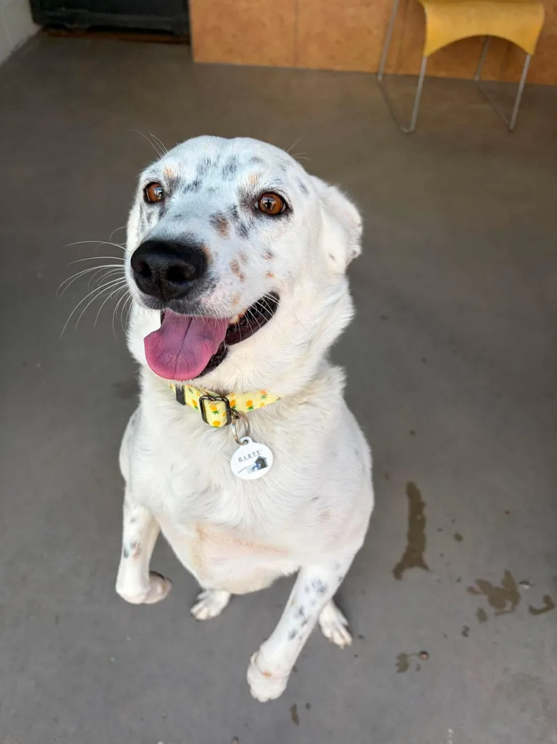 A young medium-sized female White / Cream Australian Shepherd dog named Tiara for adoption in Phoenix, AZ