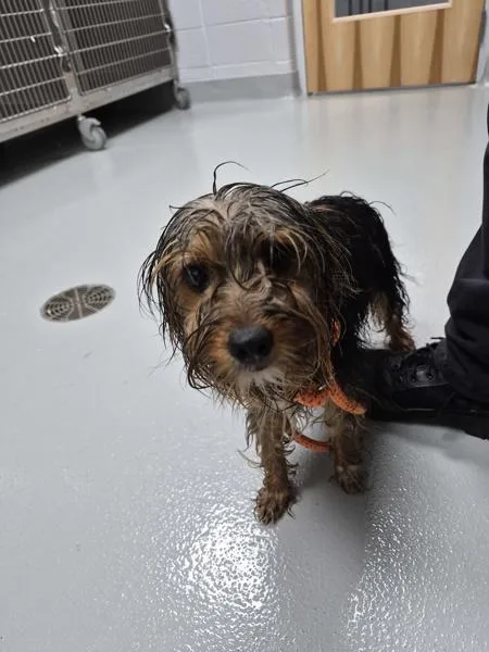 An adult small-sized female Yorkshire Terrier dog named Ic for adoption in Lawrenceville, GA