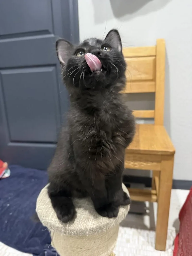 Kobe D'meow