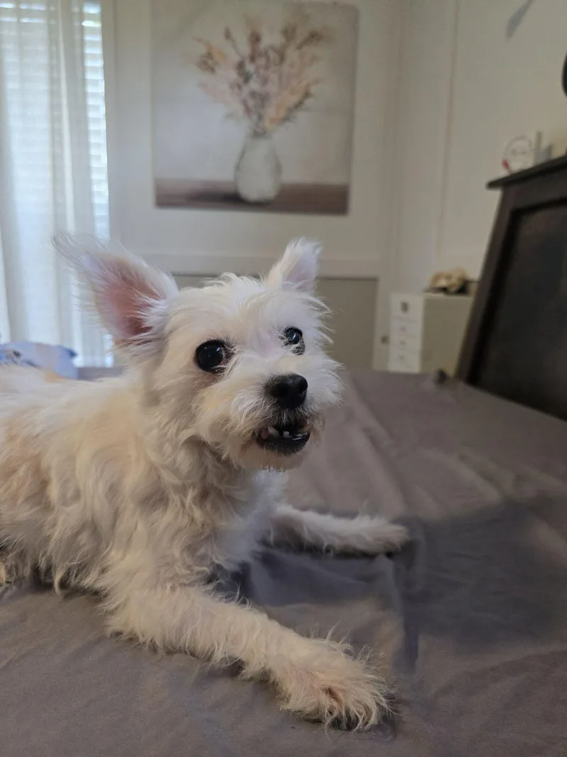 Piper San Antonio thumbnail 3