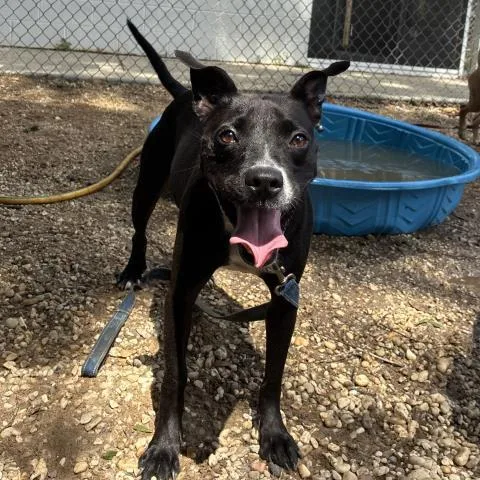 A young medium-sized female Mixed Breed dog named Smiley Miley for adoption in Pensacola, FL