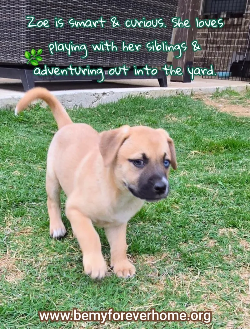 A baby medium-sized female Black Mouth Cur dog named Zoe for adoption in Plano, TX