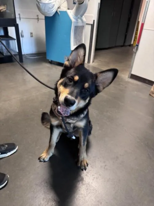 A young large-sized male Australian Kelpie dog named Squishy for adoption in Chatsworth, CA