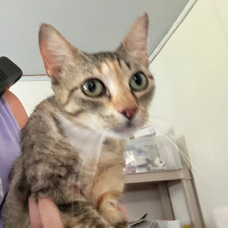 A young medium-sized female Gray / Blue / Silver Domestic Short Hair cat named Rum for adoption in Hattiesburg, MS