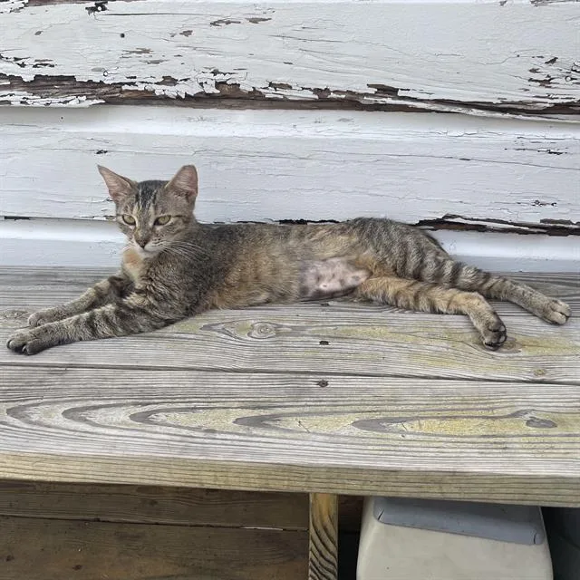 A young small-sized female Domestic Short Hair cat named Jasmine for adoption in San Antonio, TX