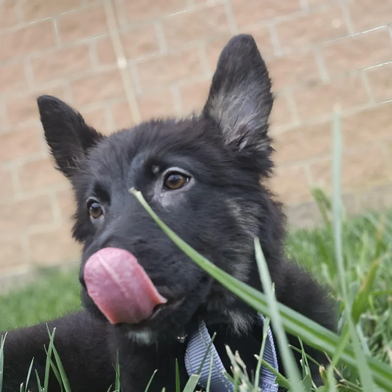 A baby medium-sized female Bicolor Belgian Shepherd / Malinois dog named Rachelle for adoption in Baldwin, MD