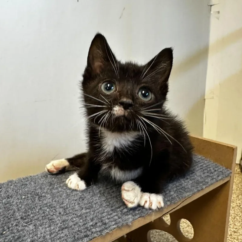 A young medium-sized female Black Domestic Short Hair cat named Posey for adoption in Medford, OR