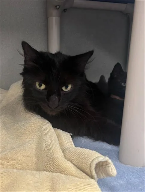 An adult medium-sized female Domestic Short Hair cat named Mamas for adoption in Dallas, TX